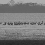 Black Faced Spoonbills